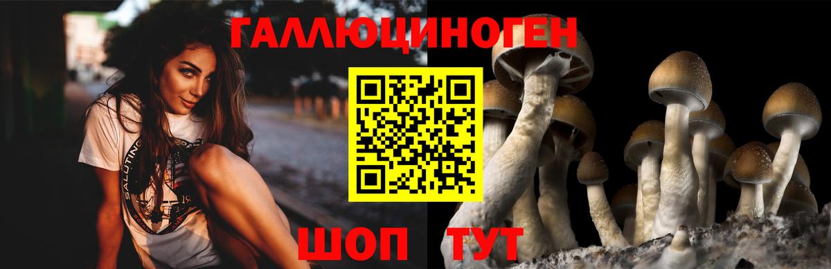 Псилоцибиновые грибы GOLDEN TEACHER Мичуринск